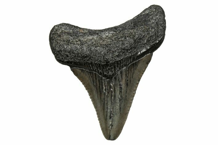 Juvenile Megalodon Tooth - South Carolina #353311